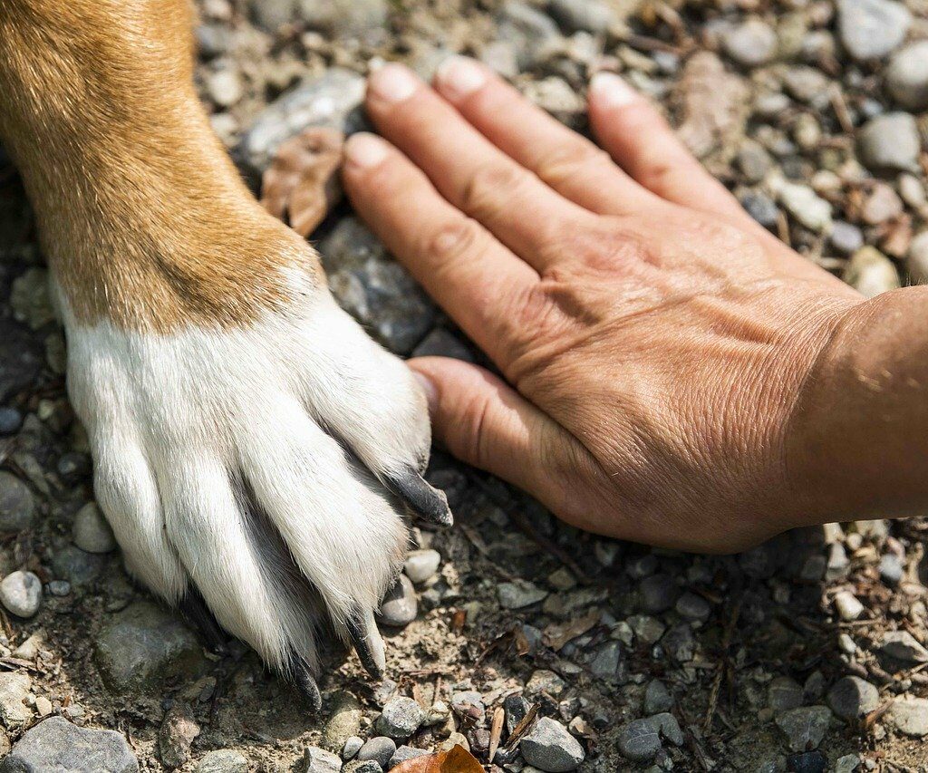 Patte de chien et main côte à côte